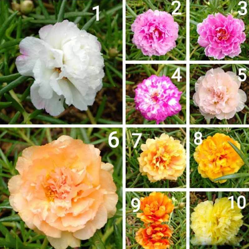 Jual Griyo Sekar Krokot Tumpuk Impor Thailand Tanaman Online Maret 2021 Blibli Latifah_krokot jual krokot all variant. griyo sekar krokot tumpuk impor thailand tanaman