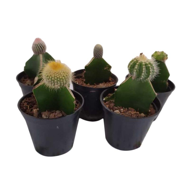Jual Tanaman Hias Paket Kaktus Mini 5 Pcs Bebas Pilih Online November 2020 Blibli Com
