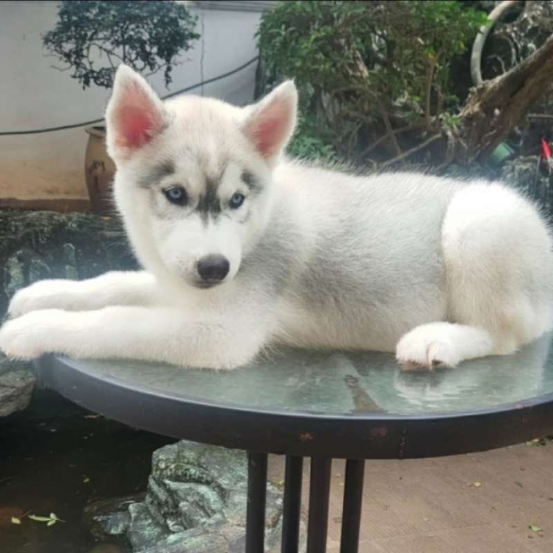 Light grey siberian husky cheap