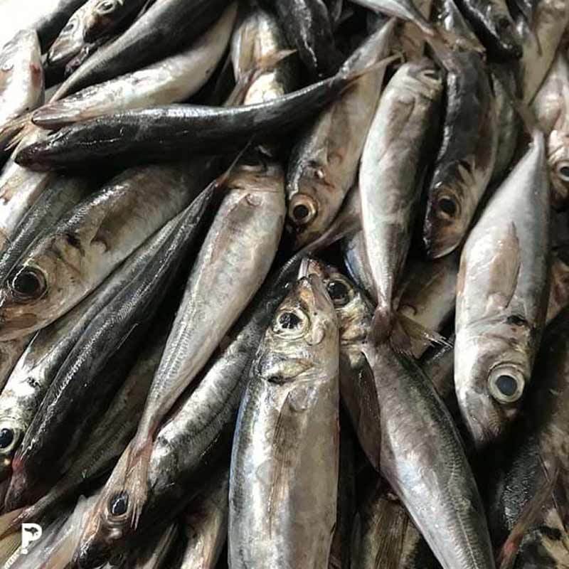 Jual Pasarbali Id Ikan Kucing Daging Segar 500 G Denpasar Online Oktober 2020 Blibli Com