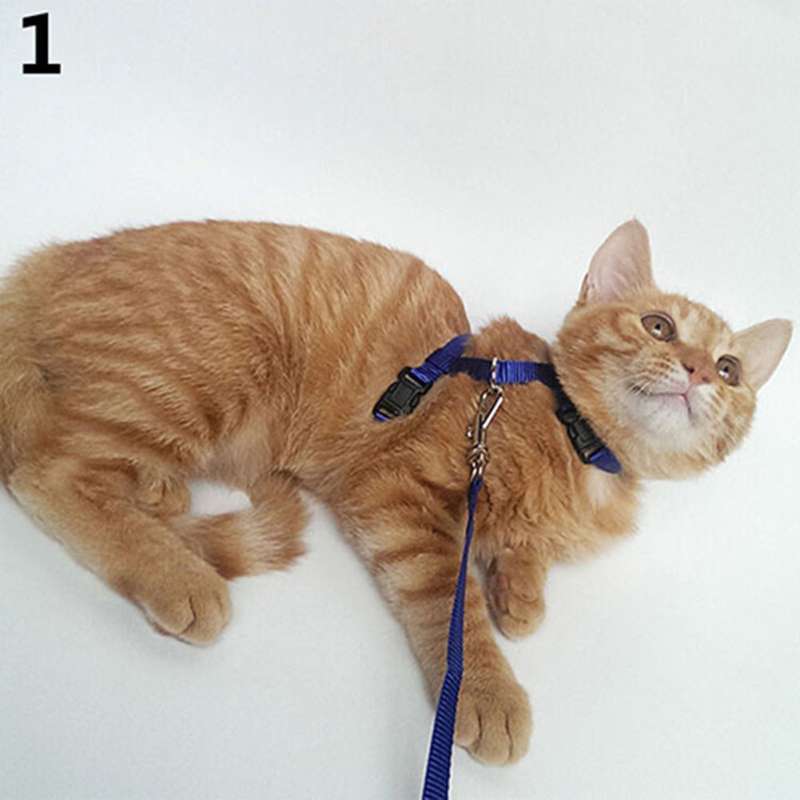 rope cat collar