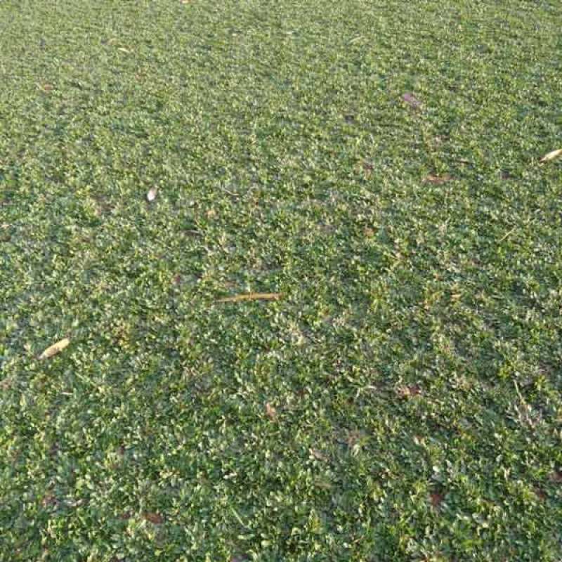 Jual Bibit Rumput Gajah Mini Terbaru Juli 2021 Blibli