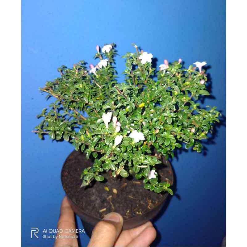 Jual Tanaman Hias Bunga Hidup Bonsai Micro Seribu Bintang Indoor Online April 2021 Blibli