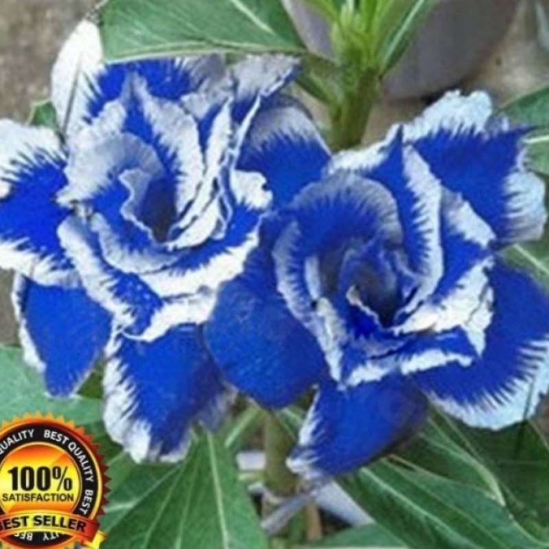 Jual Bibit Bunga Kamboja Adenium Waves Blue Ice Terbaru Juni 2021 Blibli