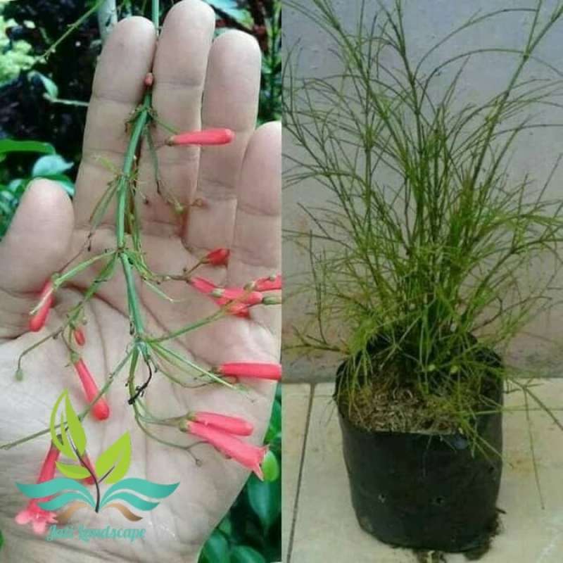 Tanaman Hias Bunga Air Mancur : Tanaman Hias Menjuntai Bunga Air Mancur Bunga Merah Taneman Pot Gantung Bibit Taneman Shopee Indonesia - Jual pohon bakung air mancur: