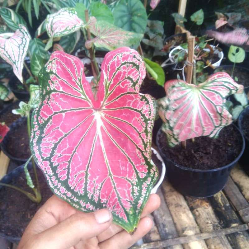 Jual Tanaman Hias Keladi Batik Wayang Online April 2021 Blibli