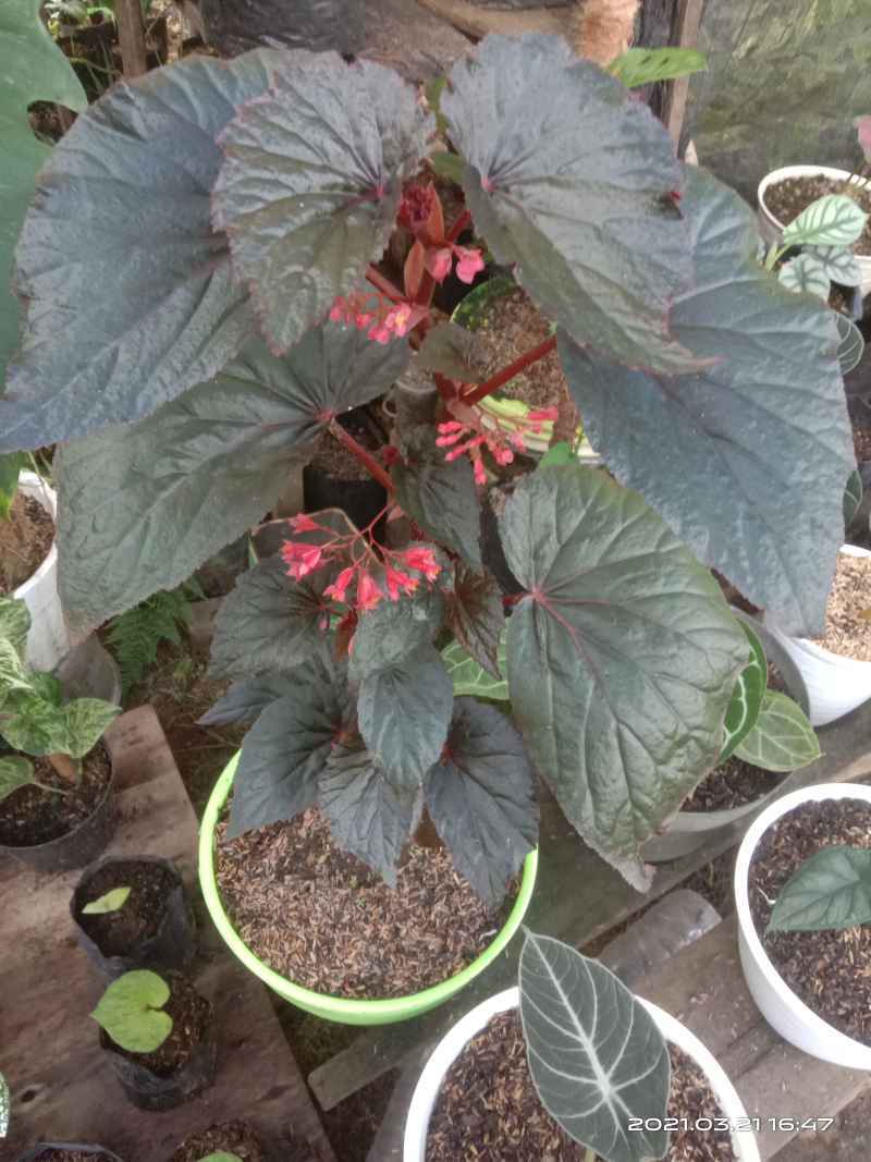 Jual Bunga Begonia Terbaru Juni 2021 Blibli