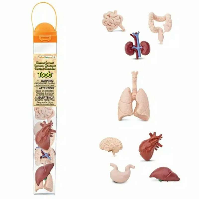 Promo Safari Ltd Toobs - Human Organs 