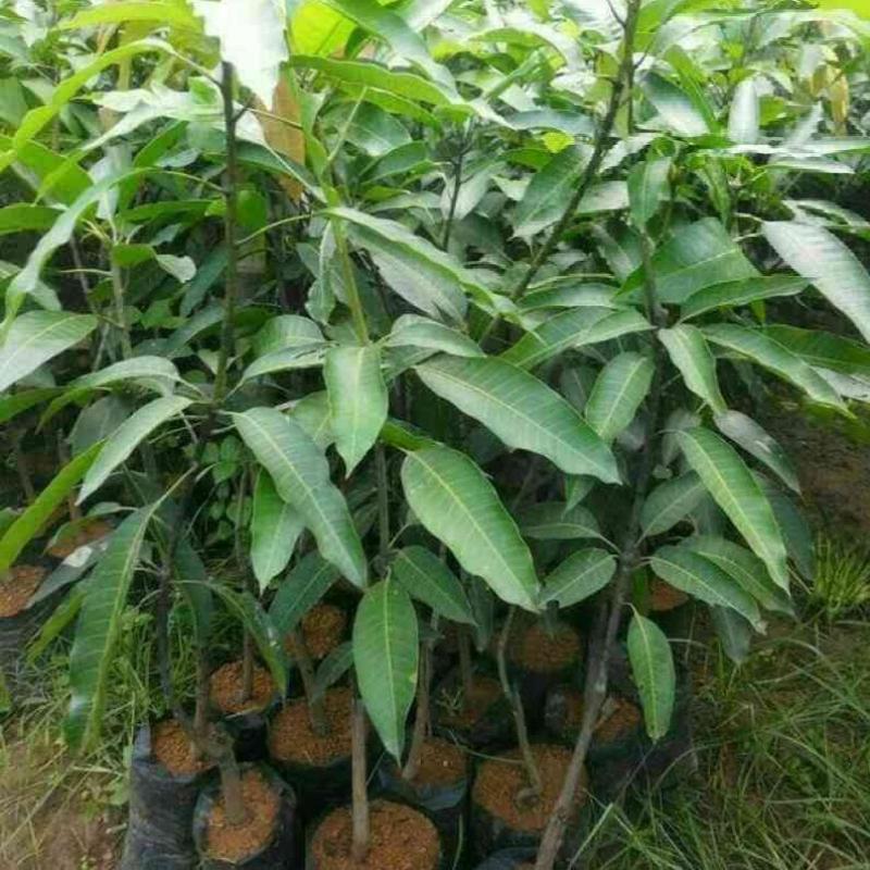 bibit mangga,jual bibit mangga irwin,bibit mangga irwin,bibit mangga red ivory,unboxing bibit mangga,mangga irwin,harga bibit mangga irwin,jual bibit mangga mahatir,jual bibit mangga red ivory,harga bibit mangga red ivory,mangga yuwen,mangga,mangga red ivory,cara stek mangga,jual bibit mangga,buah mangga,bibit mangga murah,bibit mangga manis,bibit mangga super,bibit mangga genjah,#bibit mangga enak,tabulampot mangga,mangga mahatir