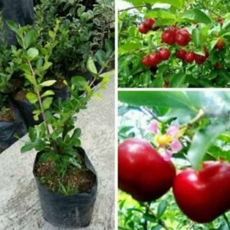 Jual Bibit Tanaman Buah Ceri Vietnam okulasi Asli! di Seller ratu bibitku -  Embong Kaliasin, Kota Surabaya | Blibli