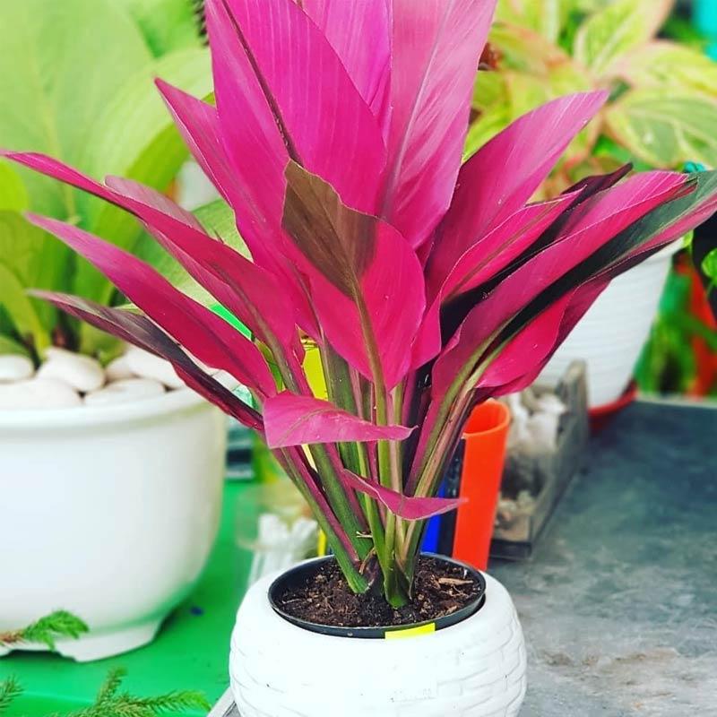 Jual Zplant Daun Hanjuang Andong Merah Bibit Pohon Unik Tanaman Hias Online November 2020 Blibli Com