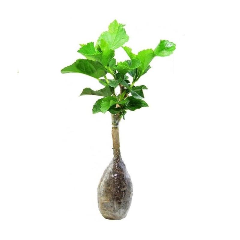 Jual Zplant Bibit Pohon Bunga Sepatu Double Ganda Kuning Merah Ungu Tanaman Hias Online Oktober 2020 Blibli Com