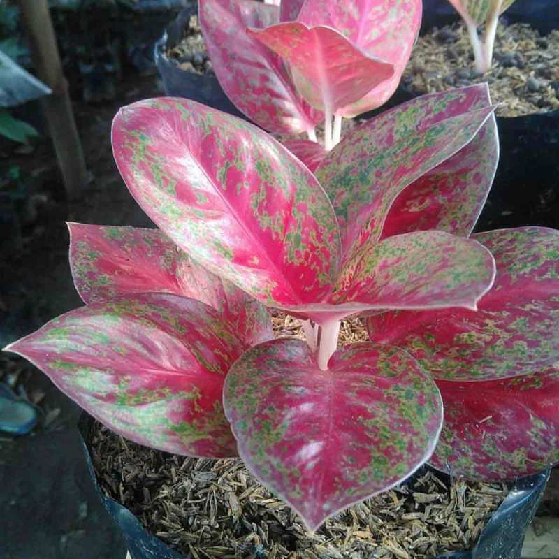 View Jenis Tanaman Hias Aglonema Merah Photos