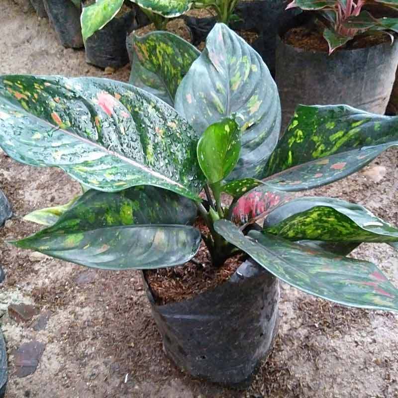 Jual Azzahra Berkah Bibitku Aglonema Heng Heng Tanaman Online April 2021 Blibli