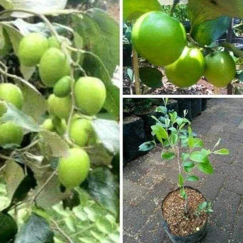 Jual Godongmas Bibit Tanaman Apel Hijau India Online Juli 2020