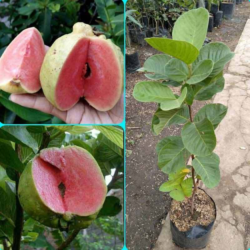 Jual Bibit Jambu Biji Sukun Merah Tanpa Biji Kristal Merah