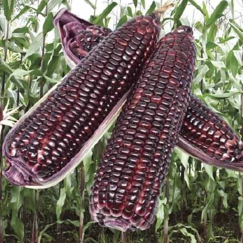 Jual Panah Merah Jagung Ungu Jantan F1 Benih Tanaman 250 G