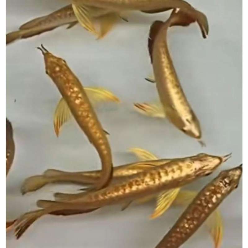 Jual Arwana Malaysian Golden Head 24k (gh 24k) Di Seller Sinar Almeera - Cimanggis, Kab. Bogor | Blibli