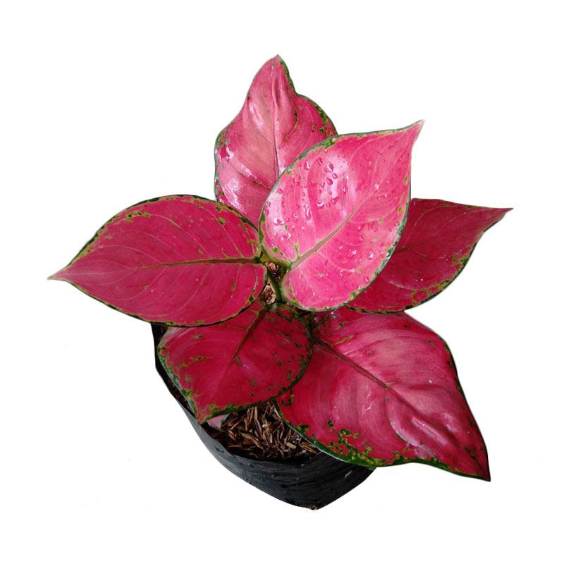 Jual Golden Green Farm Aglonema Red Anjamani Bibit Tanaman Online April 2021 Blibli