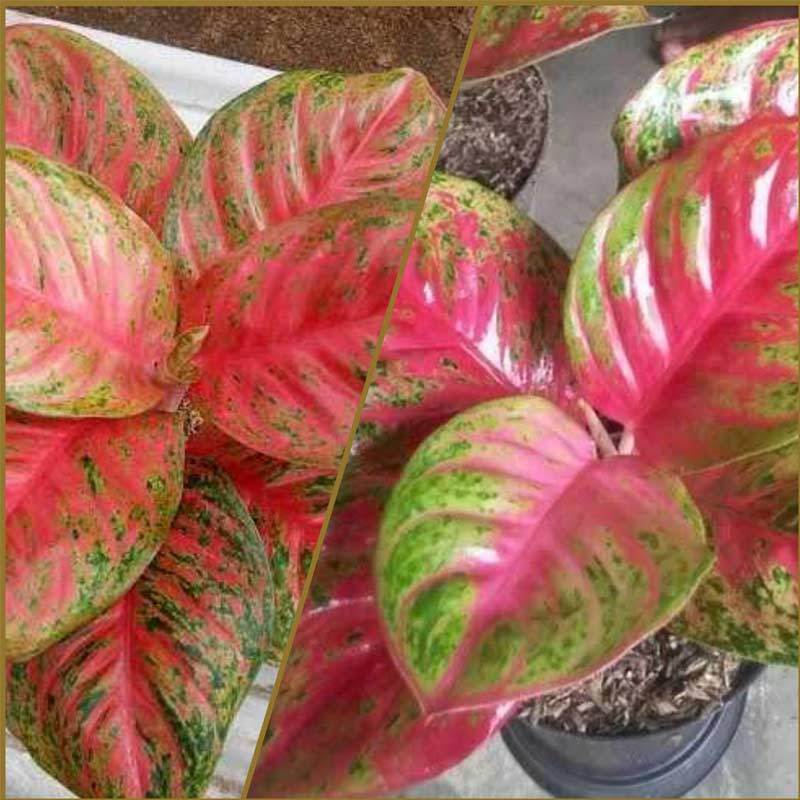 Jual Goldseeds Aglonema Wulandari Tanaman Hias Online April 2021 Blibli