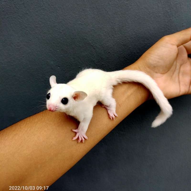 Mengenal Lebih Dekat Sugar Glider Leucistik - Hewan Menggemaskan yang Memukau Hati