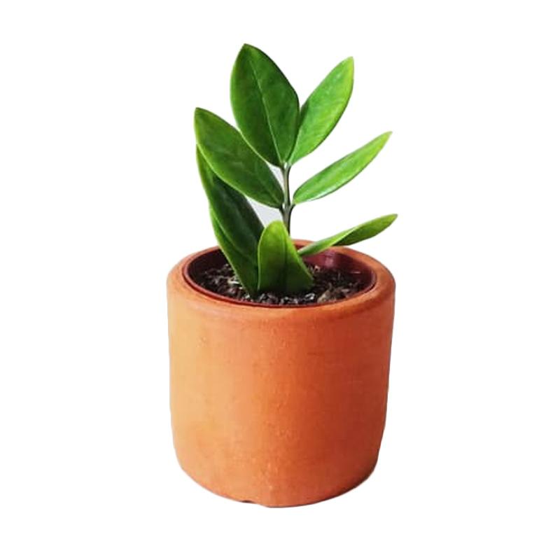 Jual On On Living Terracota Usual Pot Tanah Liat Online April 2021 Blibli