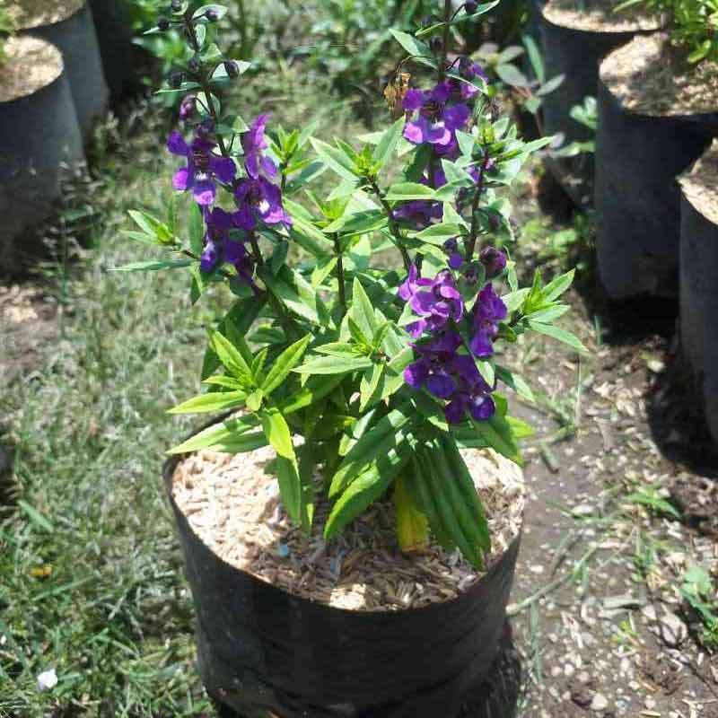 Jual Petani Desa Bunga Lavender Ungu Tanaman Online April 2021 Blibli