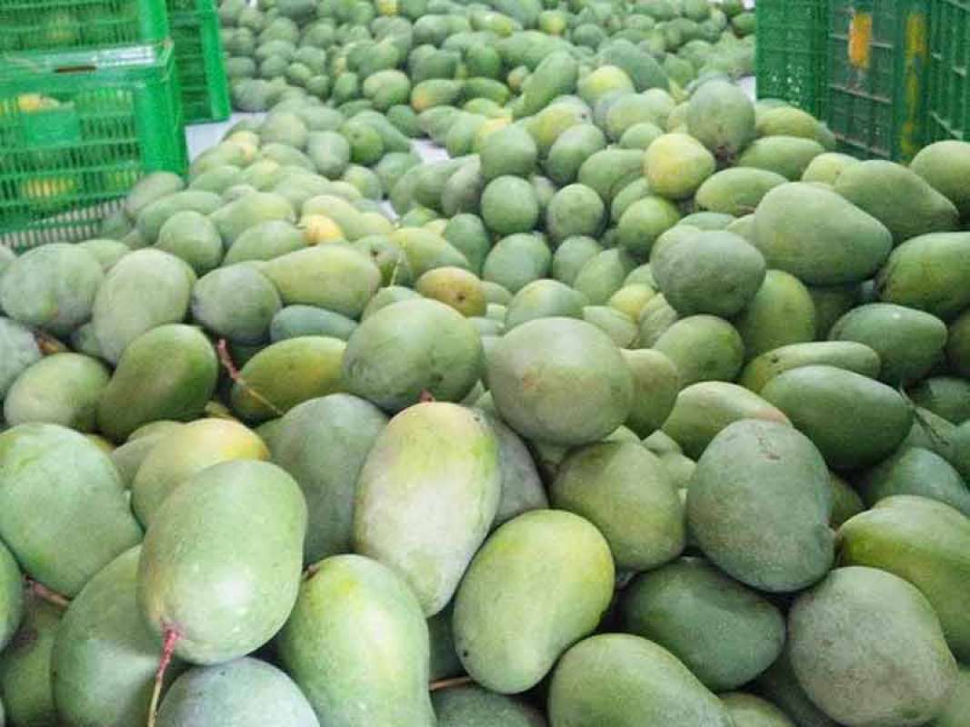 Jual Mangga Harum Manis 1kg Online Oktober 2020 Blibli Com