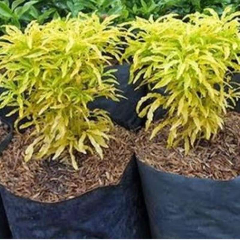 Jual Tanaman Brokoli Kuning Online April 2021 Blibli