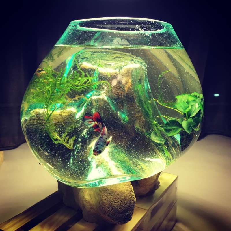 Jual Toko Aspri Aquarium Akuarium Terrarium Terarium Hiasan Kaca Cupang Betta Ikan Hias Glass On Wood Ukuran 20 Cm Online Desember 2020 Blibli