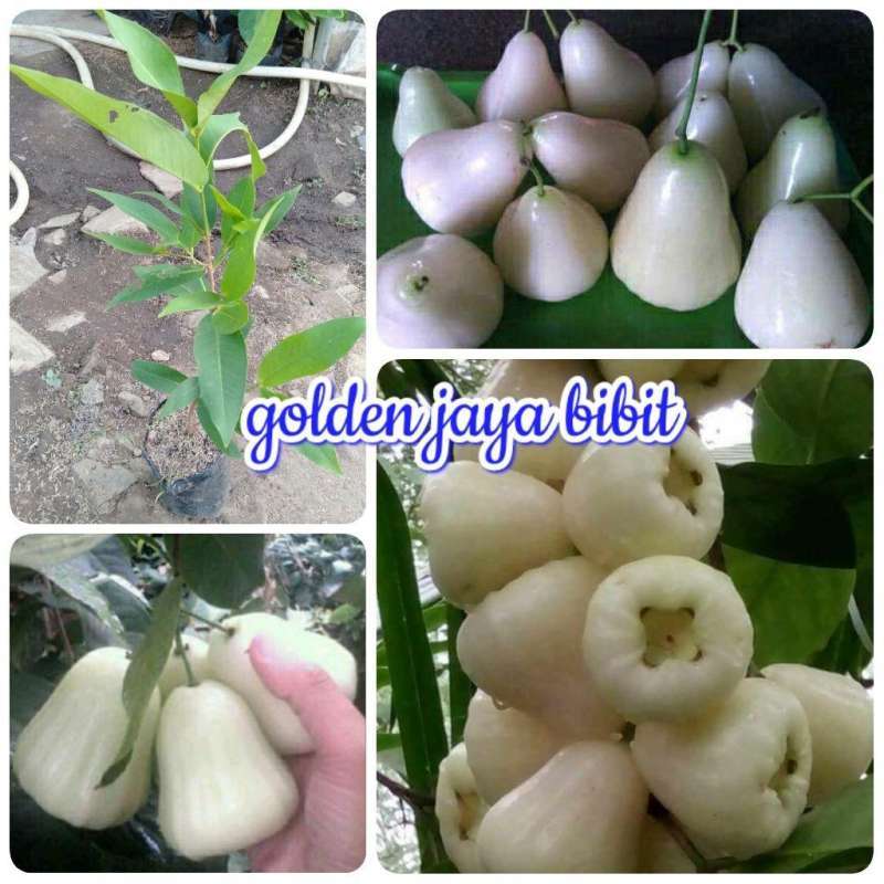 Jual Golden Jaya Bibit Tanaman Jambu Air Susu Putih Indonesia Di Seller Golden Jaya Bibit Kota Metro Lampung Blibli