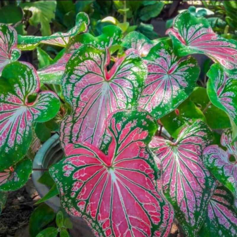Jual Tanaman Hias Keladi Wayang Keladi Batik Keladi Wayang Merah Muda Online April 2021 Blibli