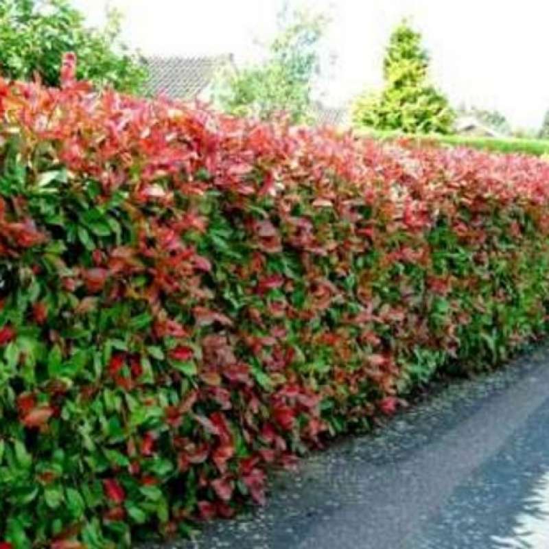 Jual Tanaman Hias Pucuk Merah Online April 2021 Blibli