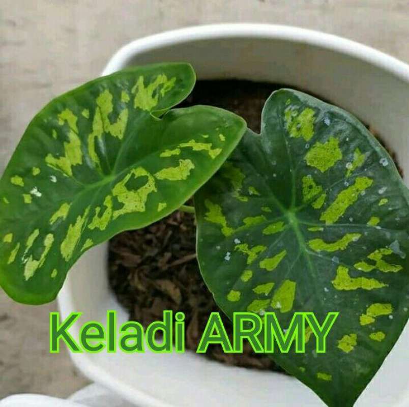 Jual Tanaman Hias Keladi Army Murah Online April 2021 Blibli