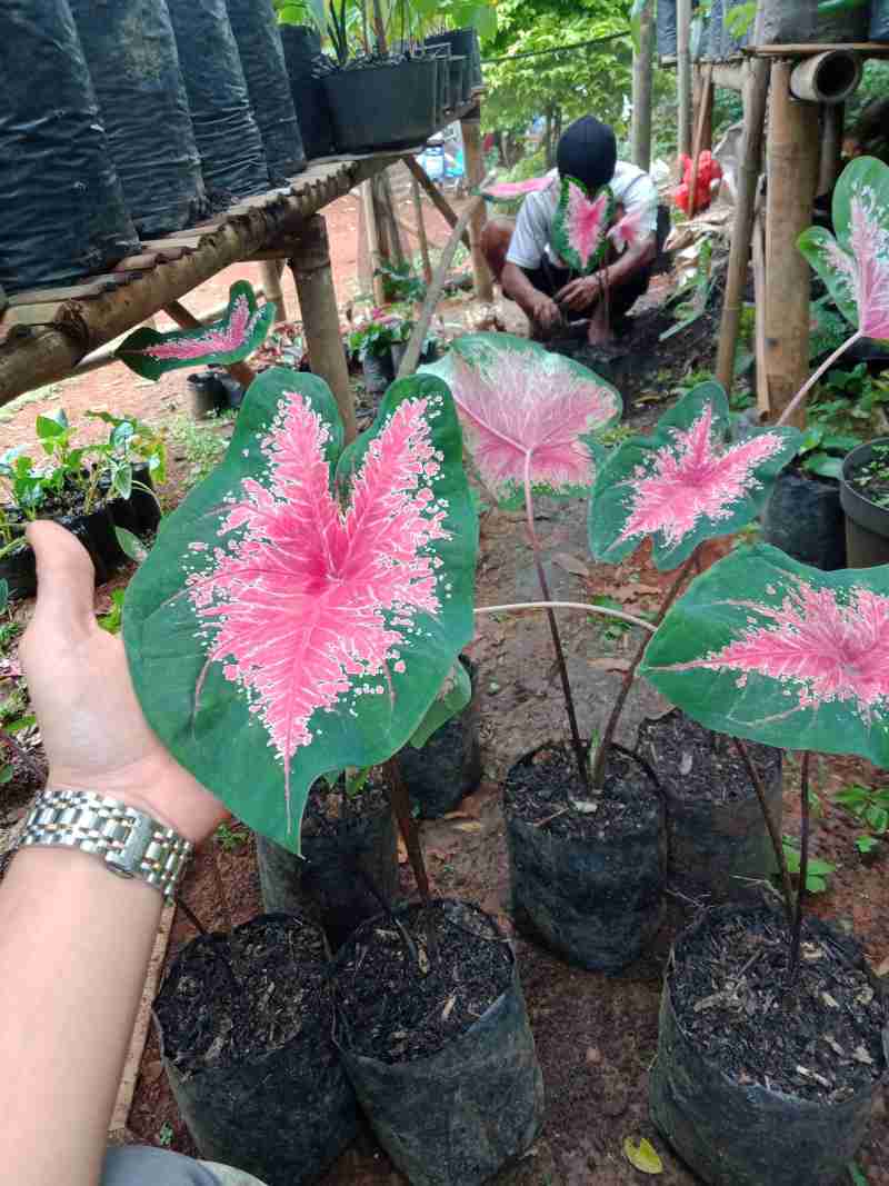 Jual Tanaman Hias Keladi Ace Of Heart Terbaru Juni 2021 Blibli