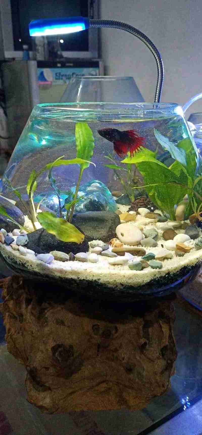 Aquarium Akar Kayu Bali Asli 18cm Terbaru Agustus 2021 Harga Murah Kualitas Terjamin Blibli Harga aquarium di bali