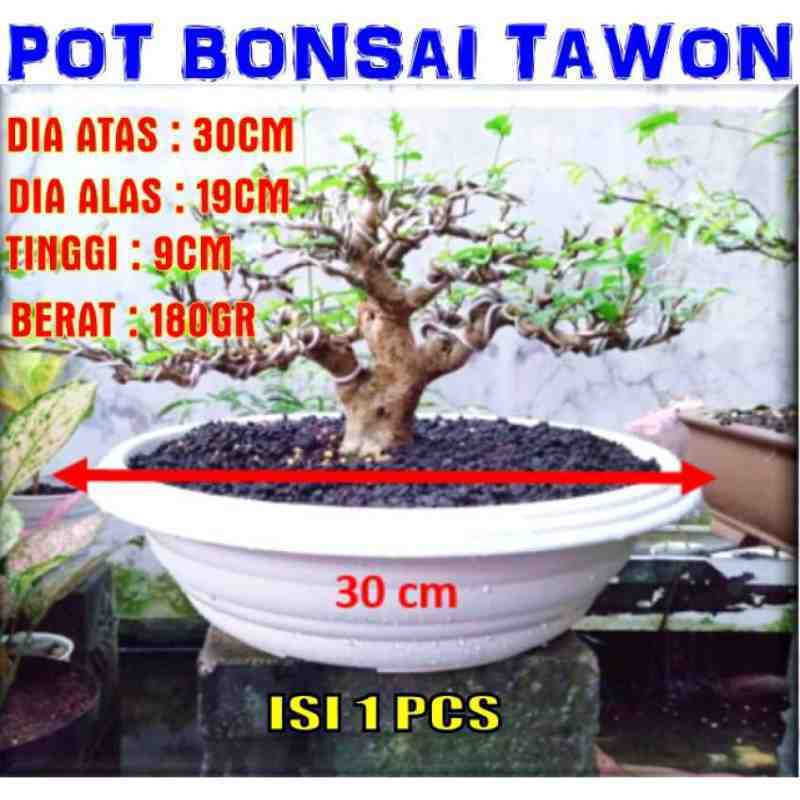Jual 97p1 1pcs Pot Bonsai Tawon Putih Pendek 30 Cm Pot Bunga Hias Putih Murah Grosir Bonsai Kelapa Kamboja Ceper Promo Terbaru November 2021 Harga Murah Kualitas Terjamin Blibli