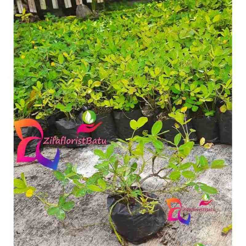 Jual Tanaman Hias Arachis Pintoi Murah Mei 2021 Blibli