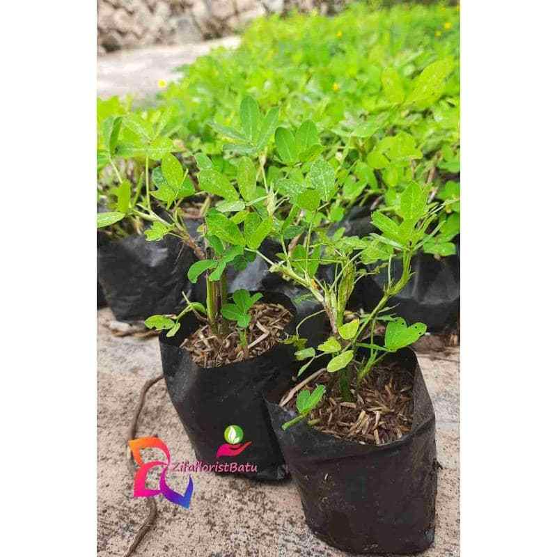 Jual Tanaman Hias Arachis Pintoi Murah Mei 2021 Blibli