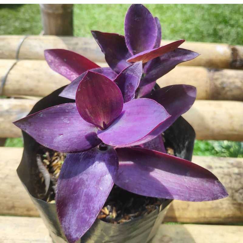 Jual Tanaman Hias Adam Hawa Ungu Online April 2021 Blibli