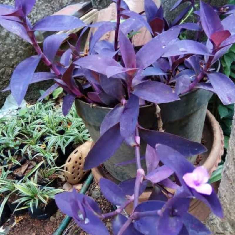 Jual Tanaman Hias Adam Hawa Ungu Online April 2021 Blibli