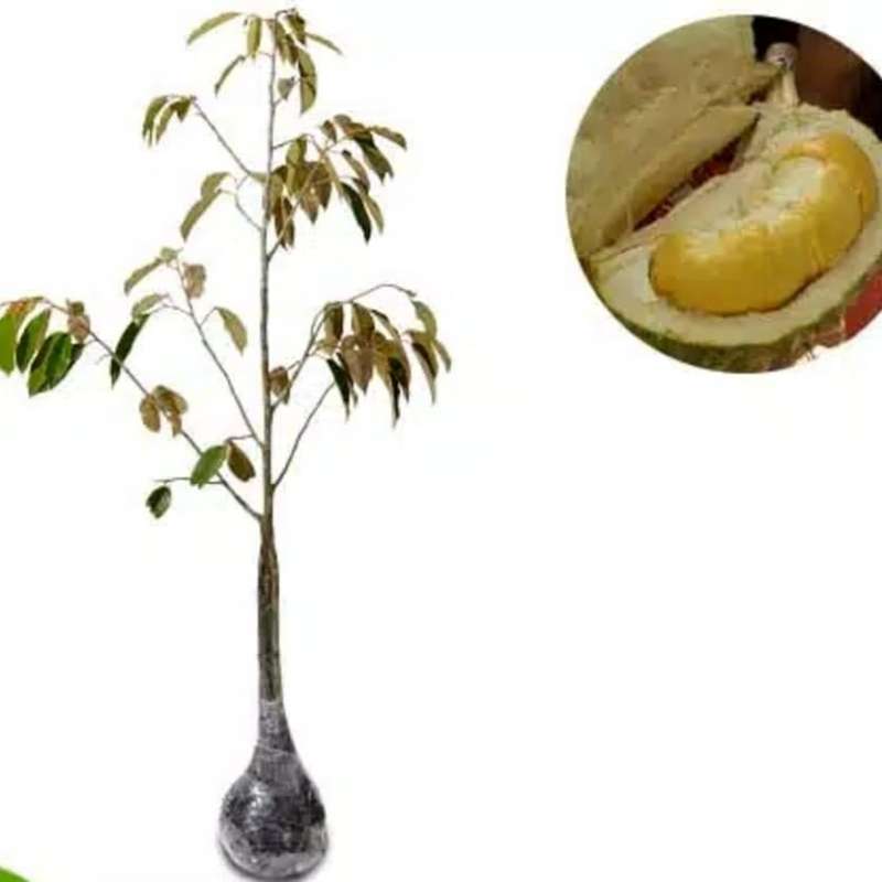 Jual Tanaman Buah Durian Bawor 3 Kaki Murah Mei 2021 Blibli