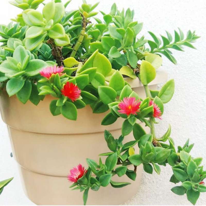 Jual Tanaman Hias Aptenia Cordifolia Aptenia Hijau Murah Mei 2021 Blibli