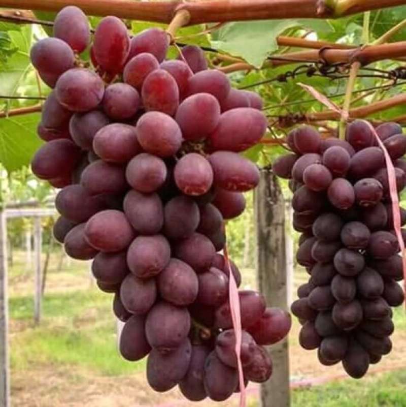 Bibit Anggur Mu 7 Terbaru Juli 2021 Harga Murah Kualitas Terjamin Blibli