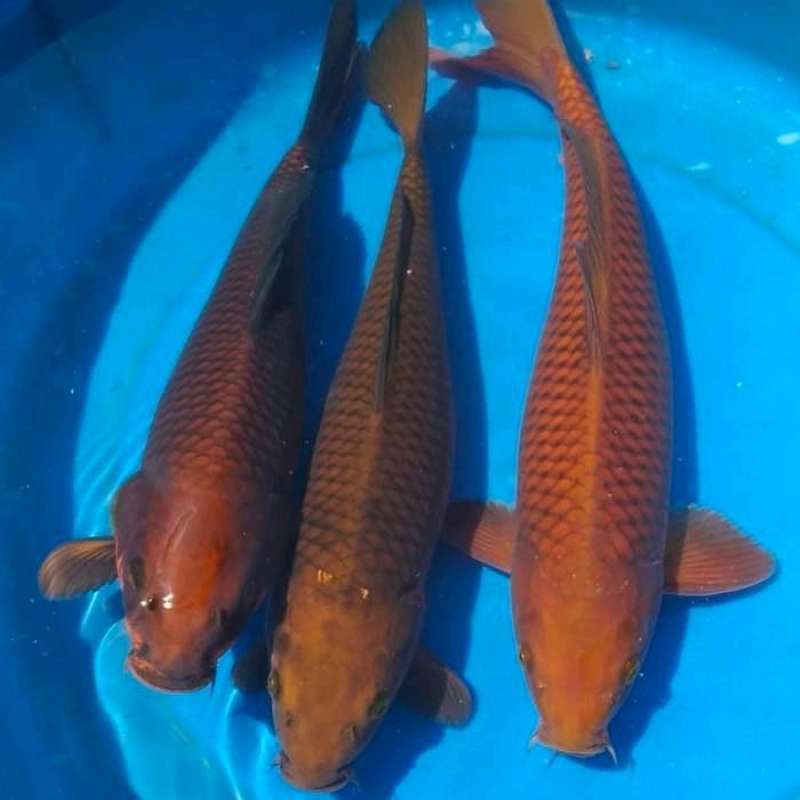 Jenis Ikan Koi Lokal, Apa Saja Jenisnya? Baca, Yuk! - Blibli Friends