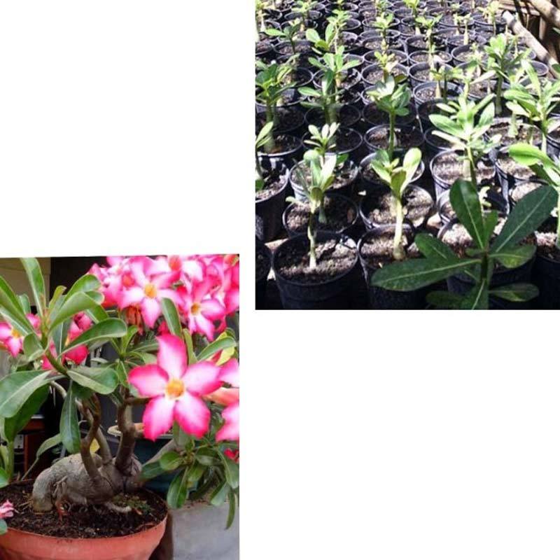 Jual Bibit Tanaman Hias Bunga Adenium Kamboja Jepang Pink Pohon Bonsai Online November 2020 Blibli Com