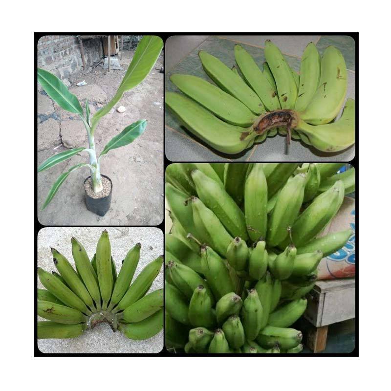 Jual Azzahra Berkah Bibitku Pisang Raja Nangka Bibit Tanaman Online November 2020 Blibli Com