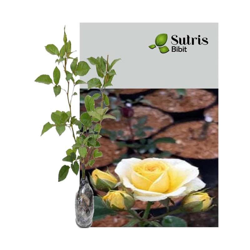 Jual Sutris Bibit Bunga Mawar Floribunda Kuning Bibit Tanaman Hias Online April 2021 Blibli