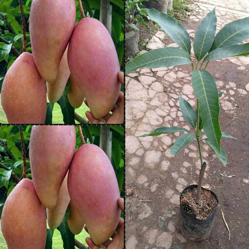 Jual Azzahra Berkah Bibitku Bibit Mangga Red Ivory Murah Mei 2021 Blibli