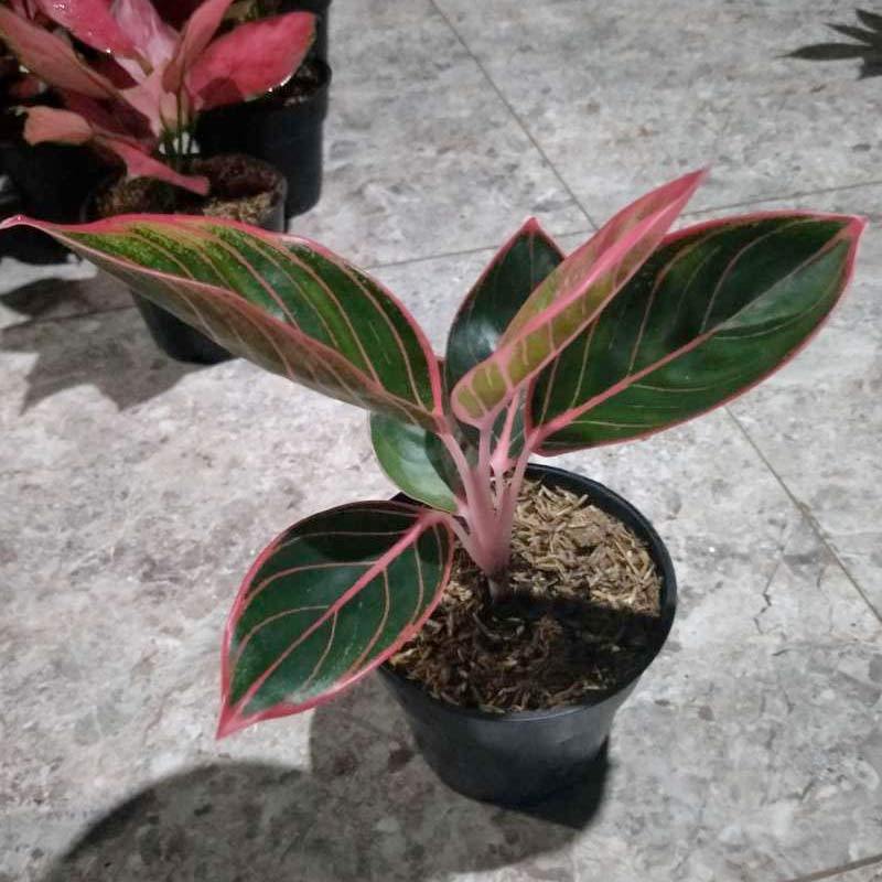 Jual Tanaman Hias Aglonema Khanza Online April 2021 Blibli